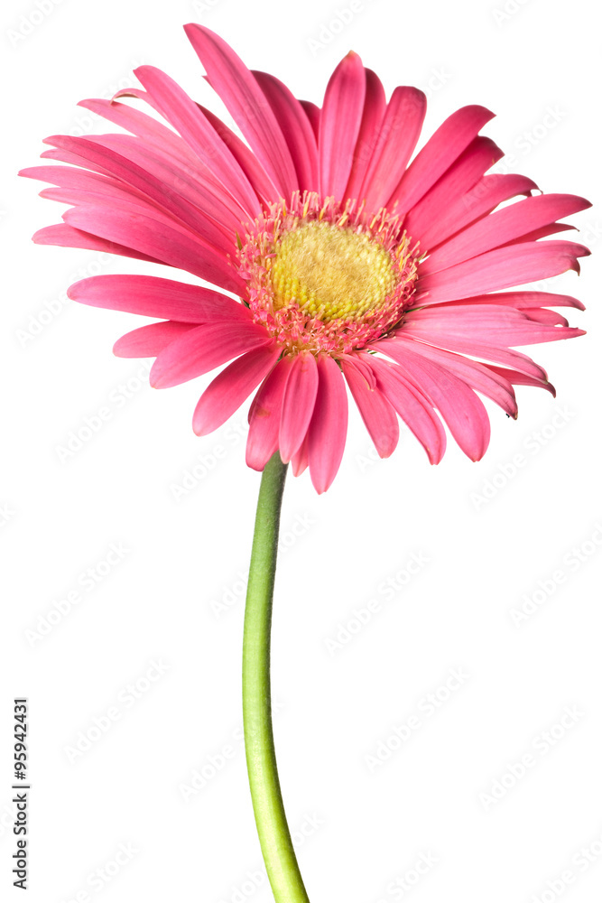 pink daisy isolated pink daisy isolated