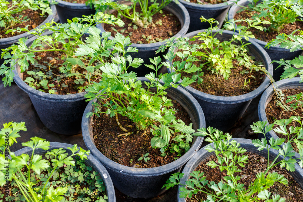 Young flower garden plant Young flower garden plant