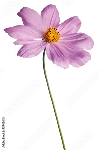 pink cosmos daisy isolated on white