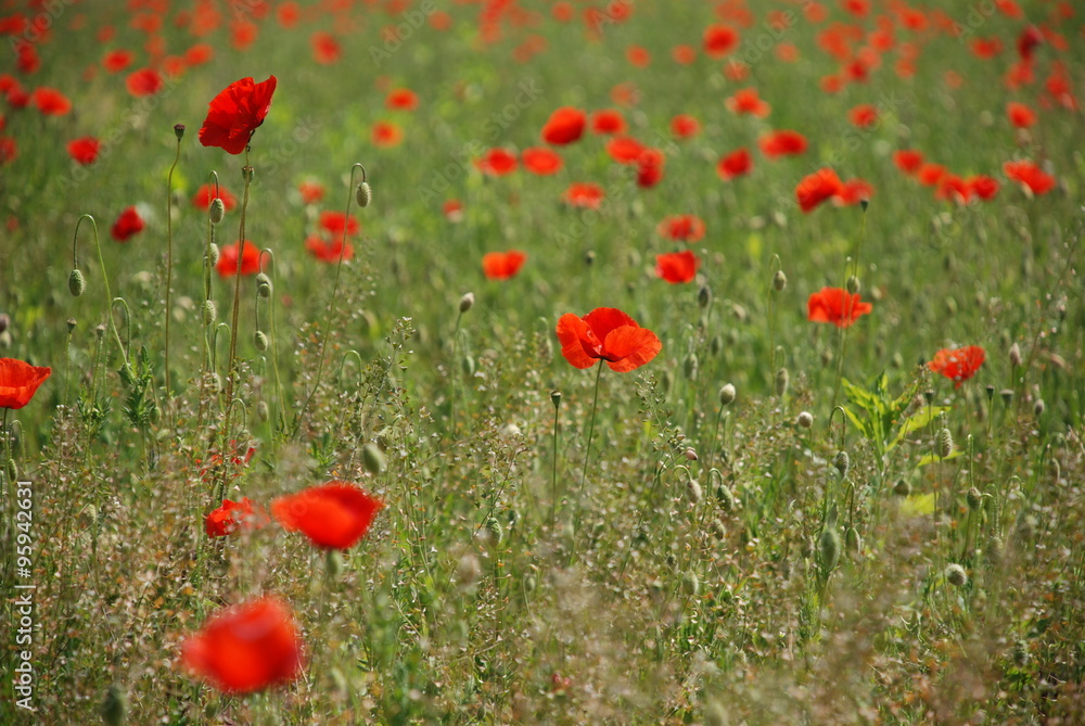 Poppy Field Poppy Field