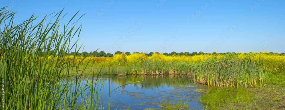 Wild flowers along the shore of a lake in summer 
 - obrazy, fototapety, plakaty 