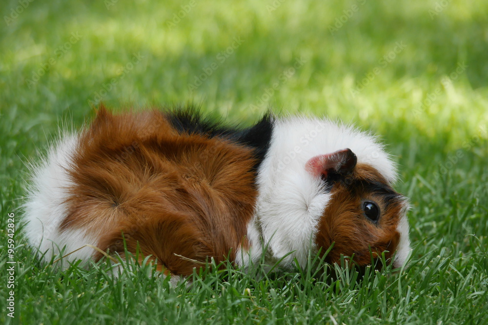 Tri-colored guine pig