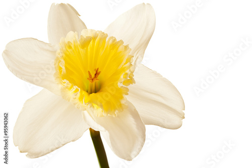White Spring Daffodil Flower Isolated on White Background