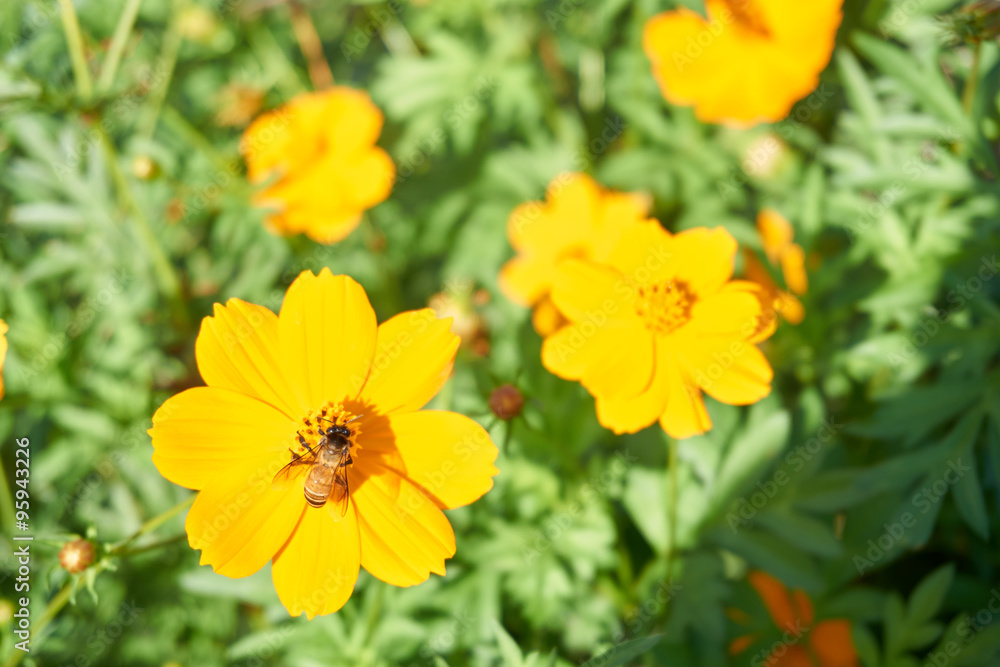 Bee collect pollen from yellow flower Bee collect pollen from yellow flower
