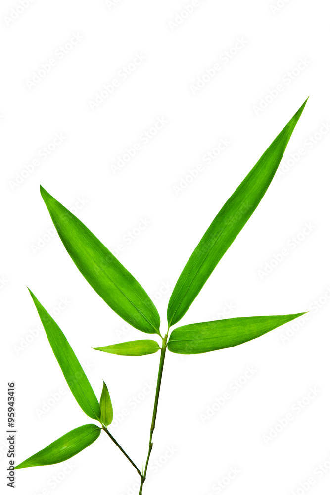 Fototapeta premium Bamboo Isolated on White Background