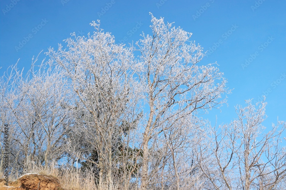 Кроны деревьев в снегу в солнечный день зимой