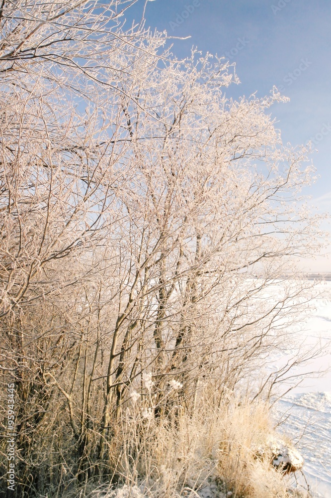 Fototapeta premium Кроны деревьев в снегу в солнечный день зимой