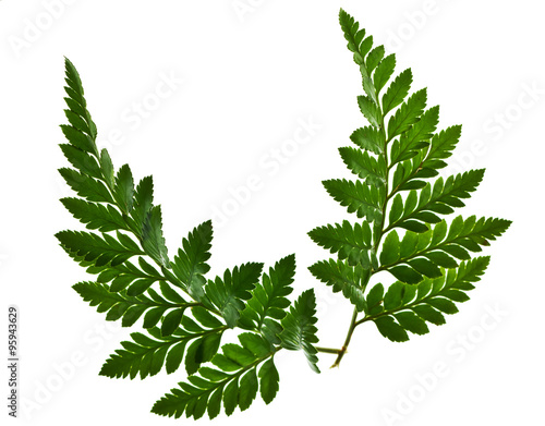green fern leaf isolated