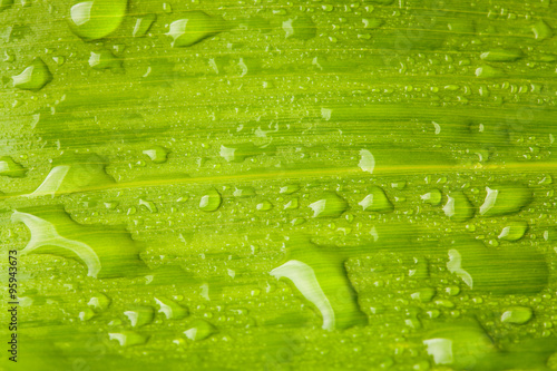 green leave and water droplet background