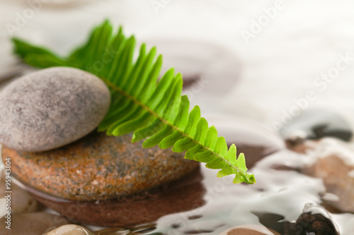 Photography green fern with rocks in river