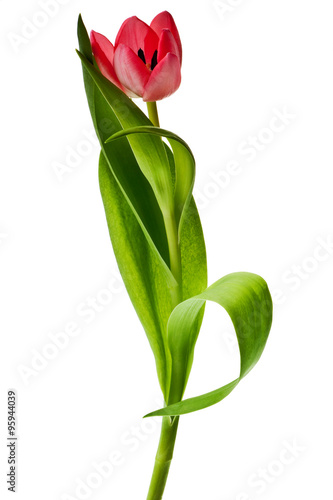 pink tulip