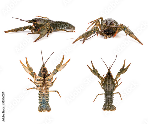 Raw crayfish photo