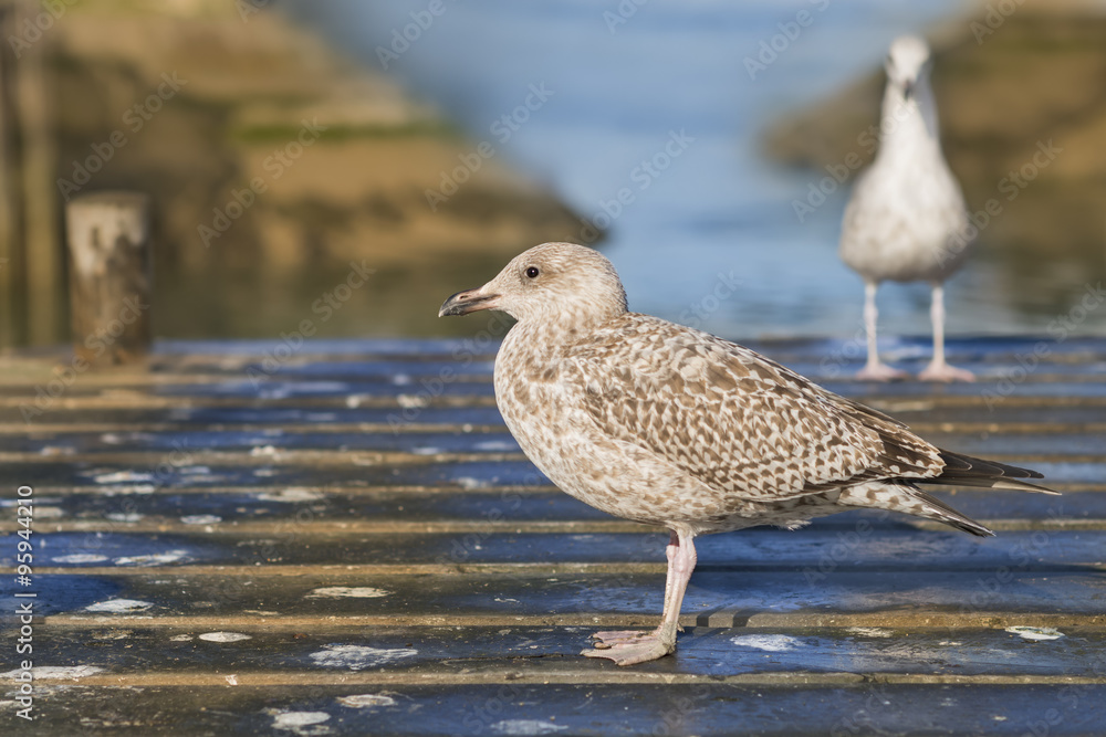 Young herring gulls (Larus Argentatus) standing on a small wooden bridge Young herring gulls (Larus Argentatus) standing on a small wooden bridge