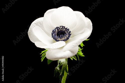 Leinwand Poster Black and White Anemone Isolated on a Black Background