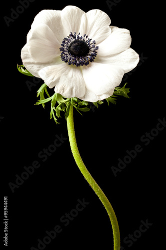 Black and White Anemone Isolated on a Black Background
