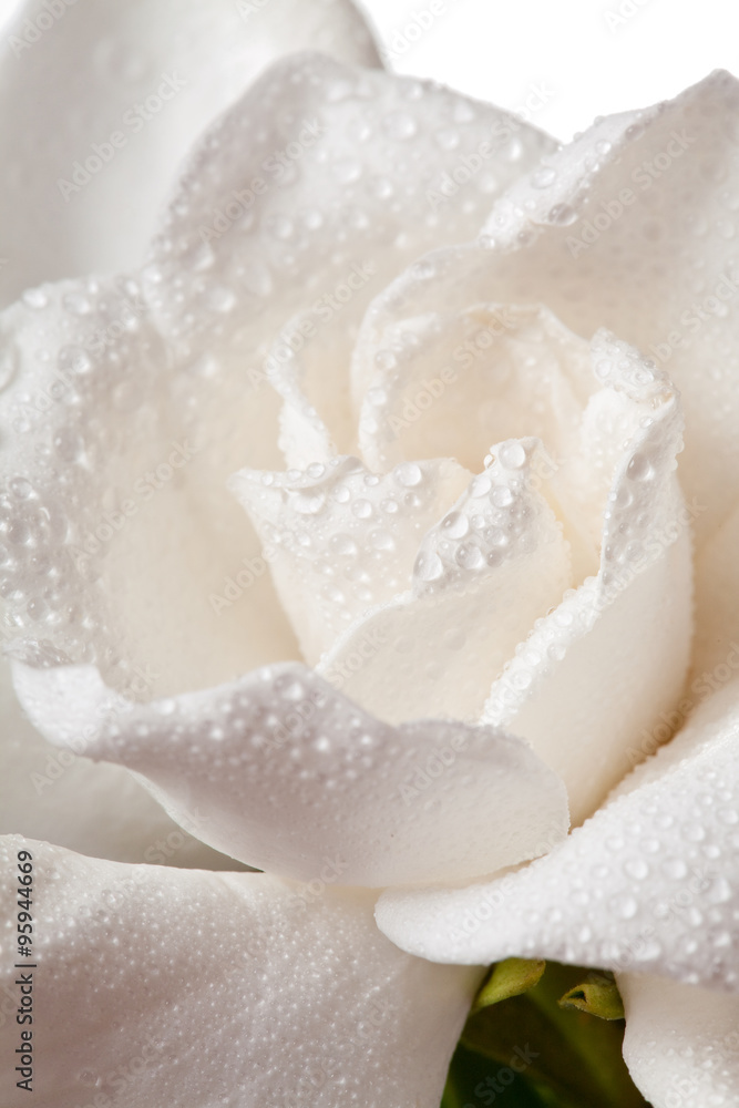 White Gardenia Blossom Isolated White Gardenia Blossom Isolated