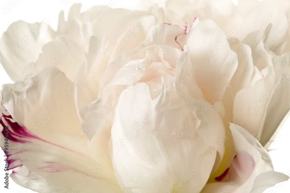 Fototapeta premium Peony Blossom isolated on a white background