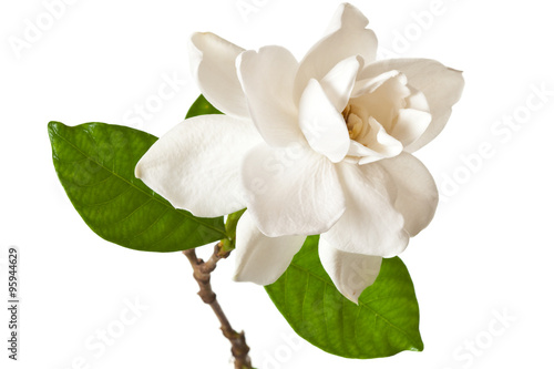 White Gardenia Blossom Isolated photo