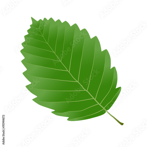 alder leaf