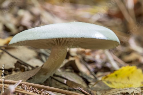 Mushroom Russula aeruginea photo