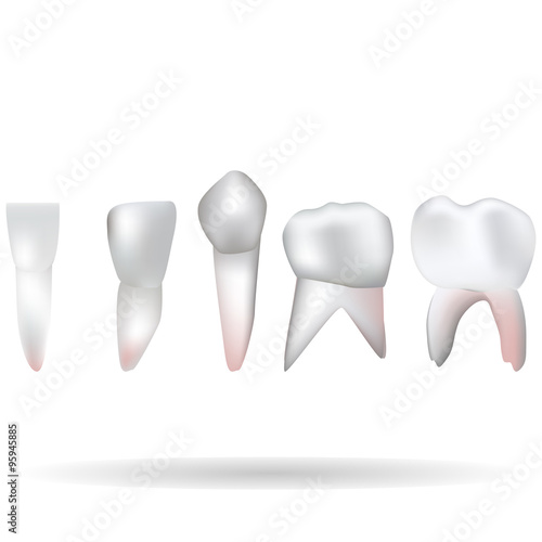 teeth set