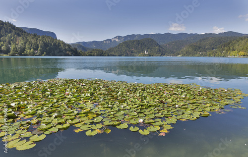 Lilies on Lake Bled in Slovenia