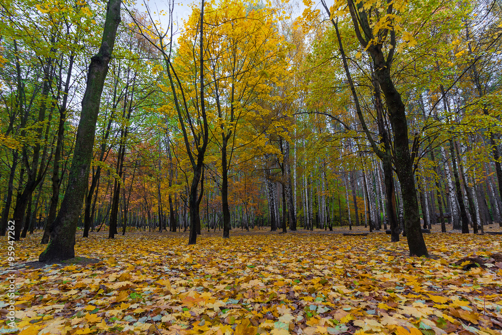 Colorful trees and fallen leaves in autumn park