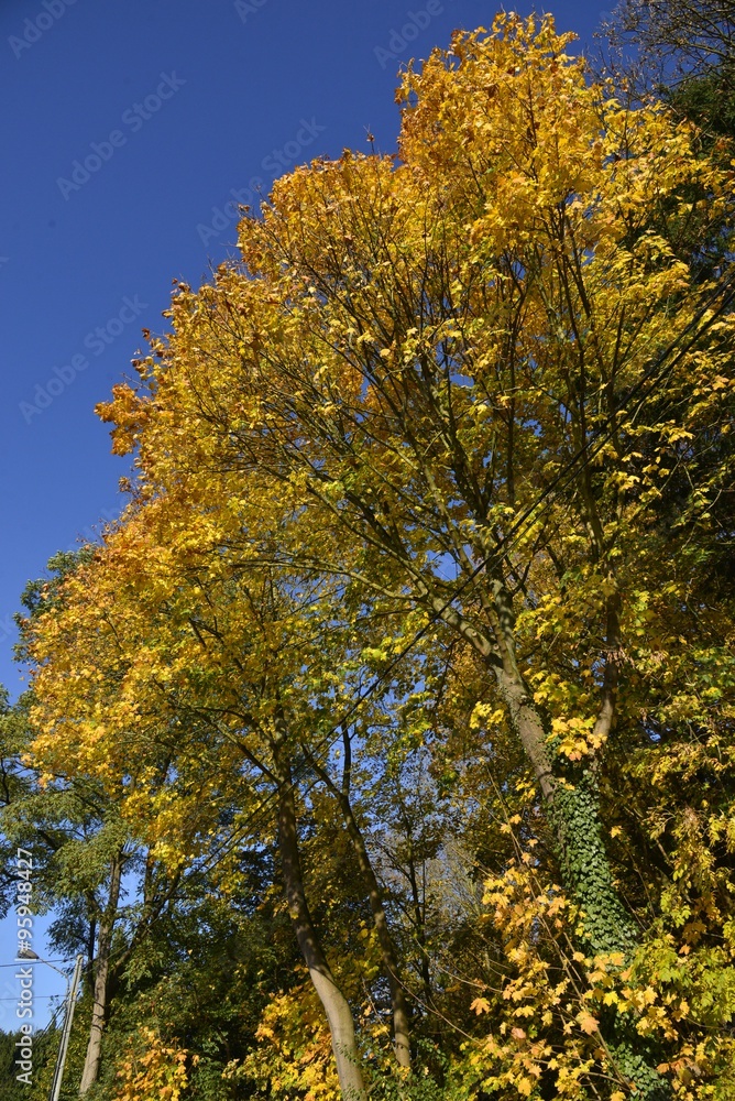Naklejka premium Feuillage dorée des arbres en automne dans la région de la Hulpe