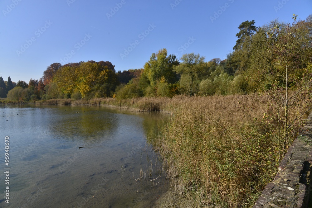 Le fond vaseux et les berges de l'étang du Gris Moulin de la Hulpe