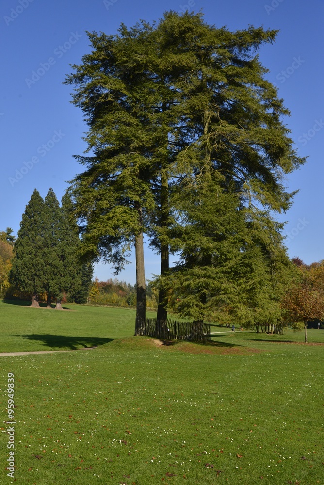 Obraz premium Les trois arbres aux branches entremêlées et plus loin les séquoias géants au parc Solvay de la Hulpe