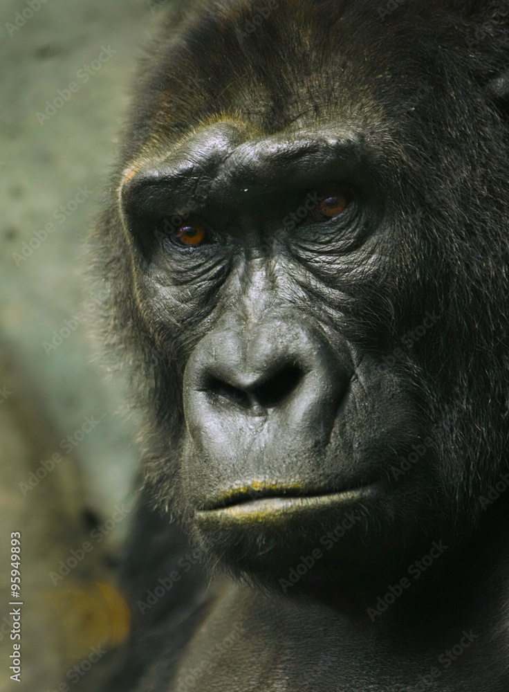 Obraz premium Pensive sad gorilla