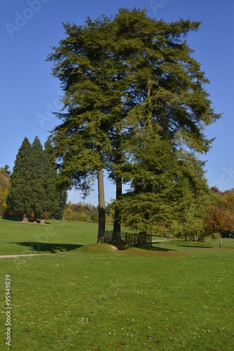 Les trois arbres aux branches entremêlées et plus loin les séquoias géants au parc Solvay de la Hulpe
