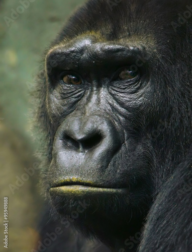 Pensive sad gorilla