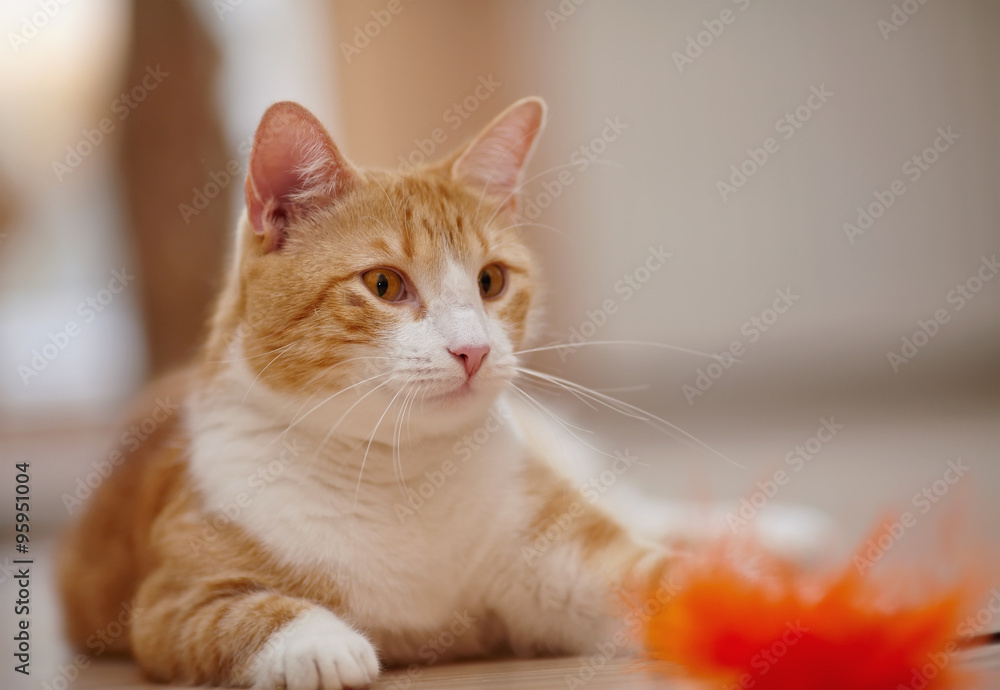 Portrait of a red striped cat with a toy.