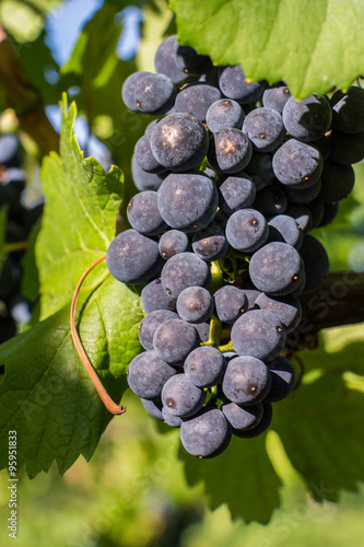 grappe de pinot noir photo