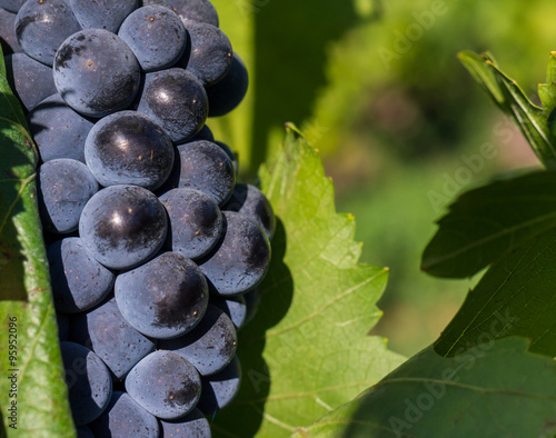 grappe de pinot noir photo