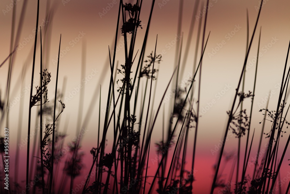 Grass Silhouettes on Moody Red Sunset Background Grass Silhouettes on Moody Red Sunset Background