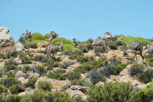 Group of whea pennata pennata (american ostrich) photo