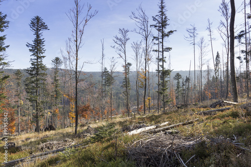 The mountain autumn landscape with colorful forest