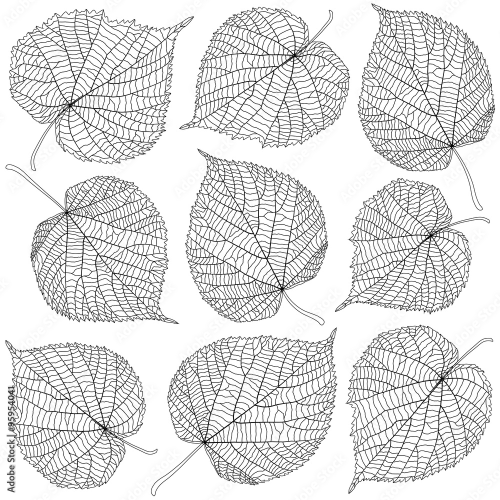 Φωτογραφία contoured linden leaves
