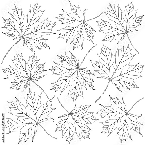 contoured maple leaves
