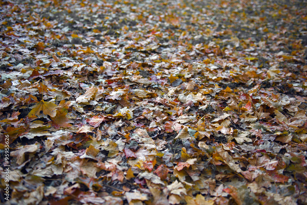 Maple fall to the ground as signs start of winter. Maple fall to the ground as signs start of winter.