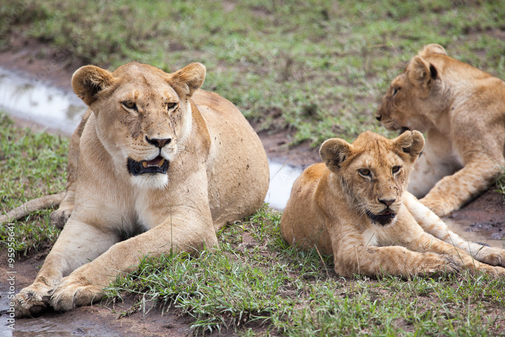 Lioness on grass in Masai Mara Reserve, Kenya, Africa Lioness on grass in Masai Mara Reserve, Kenya, Africa