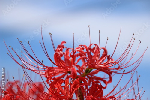 彼岸花