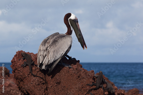 A brown pelican (Pelecanus occidentalis) eating red fish at Galapagos Islands, Ecuador, Pacific, South America photo