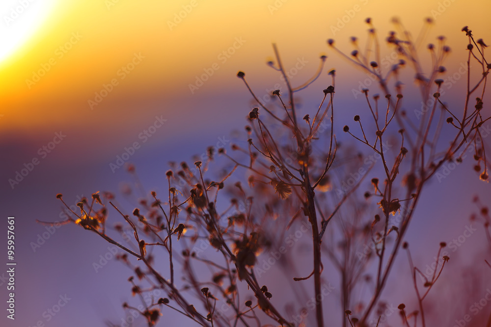 Winter Plant Silhouette at sunset
