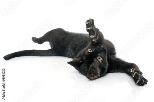 playing black kitten