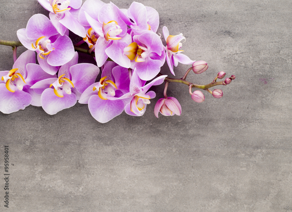 Fototapeta premium Beautiful pink orchid on a gray background.