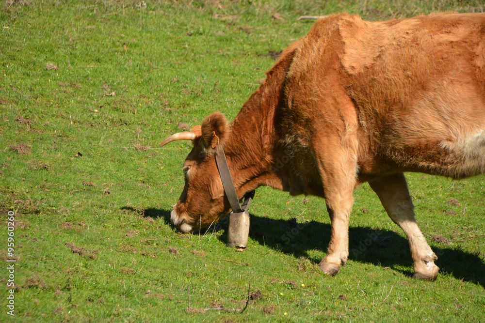 vaca pastando vaca pastando