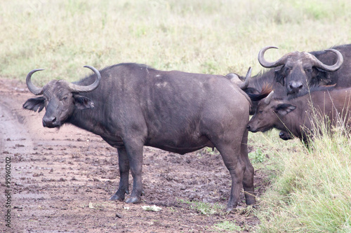 Herd of African buffalo  Cape buffalo  crossing road on plain of Serengeti National Park  Tanzania 